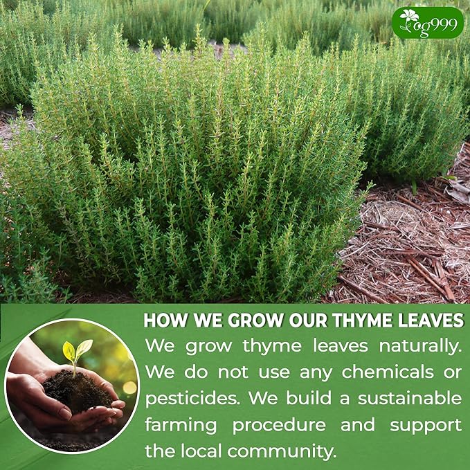 TOG999, Premium 120 Thyme Leaf Tea Bags, 100% Natural & Pure Thyme Leaves. Loose Leaf Thyme Herbal Tea. Thyme Leaf Tea. No Sugar, No Caffeine, No Gluten, Vegan.