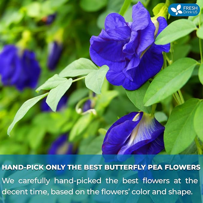 FreshDrinkUS, Premium 75 Tea Bags Blue Butterfly Pea Flowers, 100% Natural and Pure from Butterfly Pea Flowers, Made With Natural Material Tea Bag, No Sugar, No Caffeine, No Gluten, Vegan
