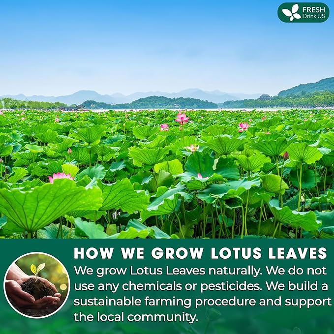 FreshDrinkUS, Premium 30 Lotus Leaf Tea Bags, 100% Natural & Pure from Lotus Leaves. Loose Leaf Lotus Herbal Tea. Made with Eco-Conscious Tea Bags. No Sugar, No Caffeine, No Gluten, Vegan.
