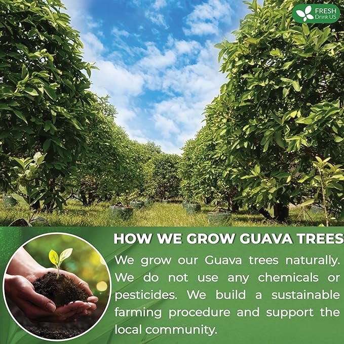 FreshDrinkUS, Premium 135 Guava Leaf Tea Bags, Handmade, From Great Origin, 100% Natural and Pure. Guava Tea, Loose Leaf Herbal Tea. No Sugar/Caffeine/Gluten, Vegan.