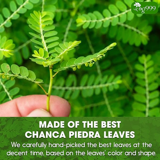 TOG999, 60 Tea bags Dried Chanca Piedra Leaves, Chanca Piedra Tea “Stone Breaker” 100% Natural & Pure. Made with Natural Material Tea Bags. No Sugar, No Caffeine, No Gluten, Vegan.