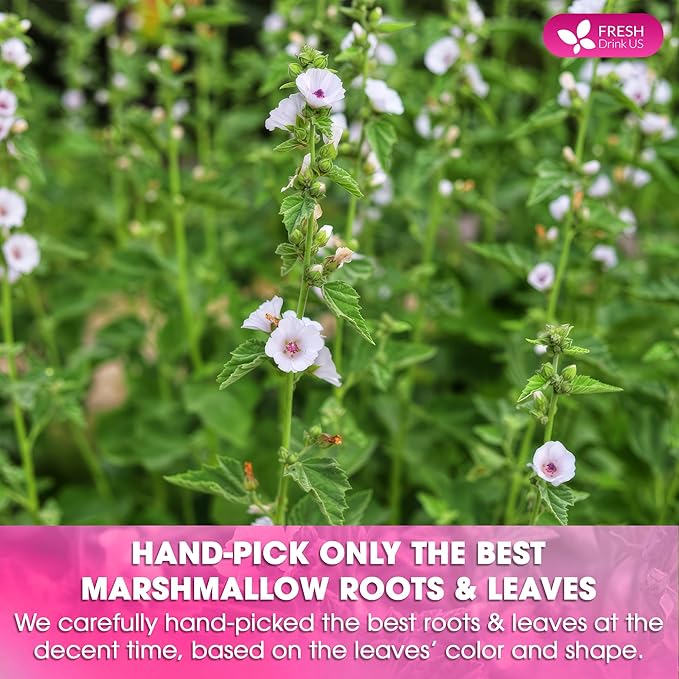 FreshDrinkUS, Premium 55 Marshmallow Root and Leaf Tea Bags, 100% Natural & Pure. Loose Leaf Marshmallow Herbal Tea. Made with Eco-Conscious Tea Bags. No Sugar, No Caffeine, No Gluten, Vegan.
