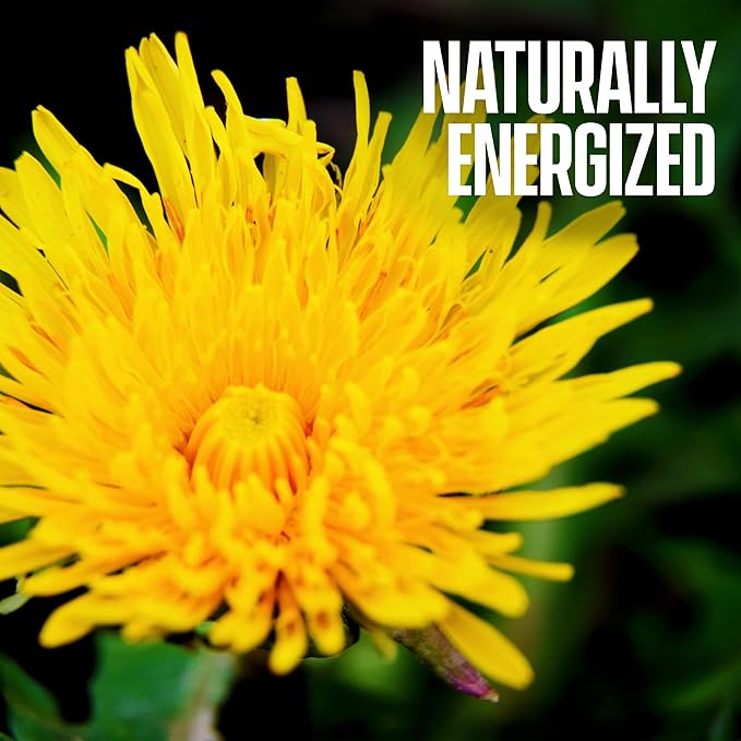 Dandelion Root Tea - Raw Organic Herbal Tea, Caffeine Free, 100 bags