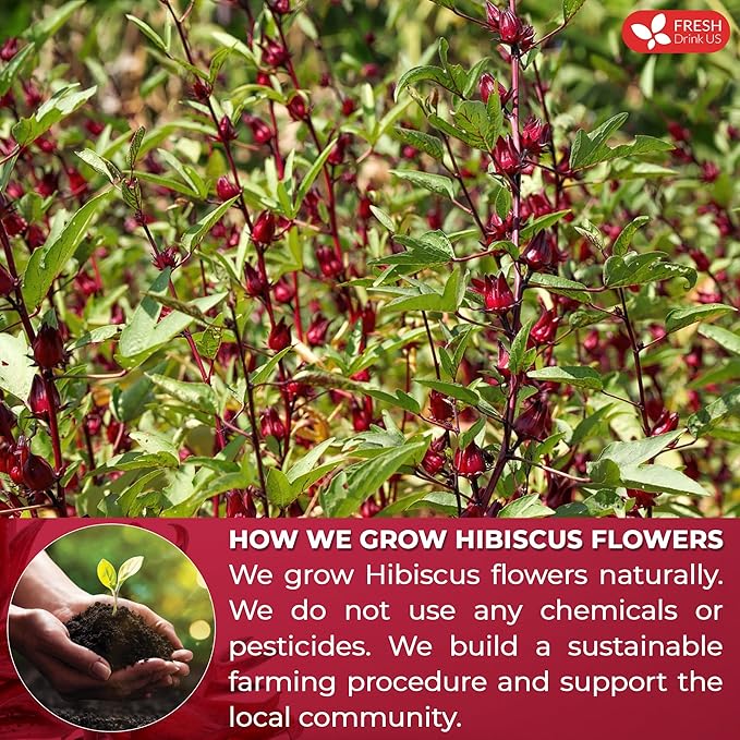 FreshDrinkUS Premium 40 Hibiscus Tea Bags, 100% Natural, Pure Hibiscus, Loose Flower Herbal Tea. No Sugar, No Caffeine, No Gluten, Vegan