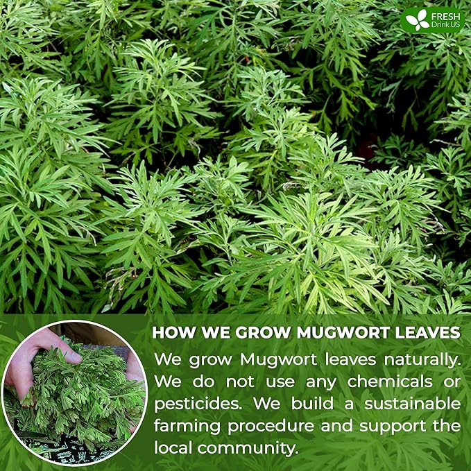 FreshDrinkUS, Premium 90 Mugwort Leaf Tea Bags, 100% Natural and Pure Mugwort Leaves. Loose Leaf Mugwort Herbal Tea. Mugwort Leaf Tea. No Sugar, No Caffeine, No Gluten, Vegan. (90 Tea Bags)