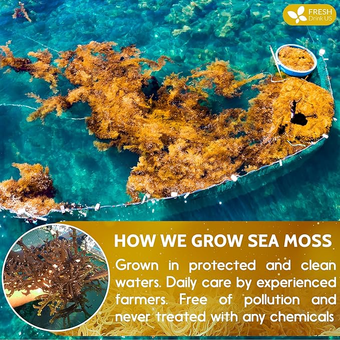FRESHDRINKUS, Premium - Natural Sea Moss, Make 42oz of Gel, Goldne Raw Sea Moss Dried, 100% Natural & Pure, Wildcrafted, Sundried, Caffeine Free, Sugar Free, Gluten Free, Vegan, Mineral Rich