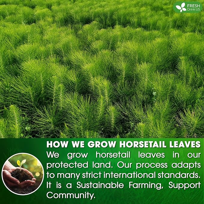 FreshDrinkUS, Premium 55 Horsetail Leaf Tea Bags, 100% Natural & Pure from Horsetail Loose Leaves Herbal Tea. Made with Natural Material Tea Bags. No Sugar, No Caffeine, No Gluten, Vegan.