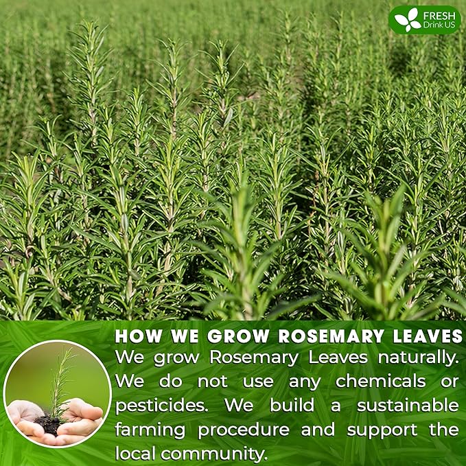 FreshDrinkUS, Premium 135 Rosemary Leaf Tea Bags, 100% Natural and Pure Rosemary Dried Leaves, Pure Rosemary Herbal Tea, No Additives, No Caffeine, No Gluten, Vegan. (135 Tea Bags)