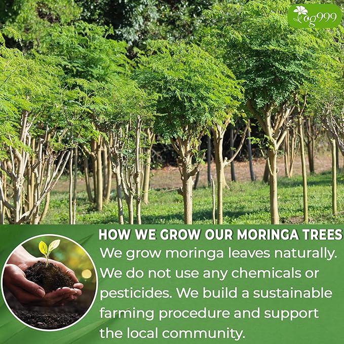 TOG999, Premium 120 Moringa Leaf Tea Bags, 100% Natural & Pure. Loose Leaf Moringa Herbal Tea. No Sugar, No Caffeine, No Gluten, Vegan.